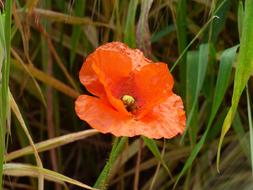 orange poppy in the grass close up