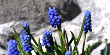 Muscari Blue Spring Flower Early