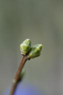Tree Bud