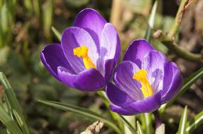 Spring Crocus