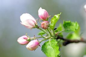 Flowers Branch