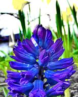 Spring Flowers Blue