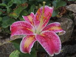 Close-up of the beautiful and colorful, blooming flower with colorful leaves