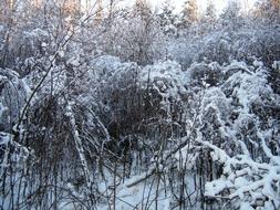 Frozen snow forests