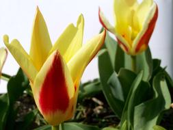 Tulip Spring Flower Two