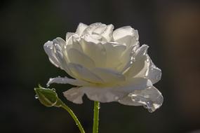 white Rose Flower Shrub