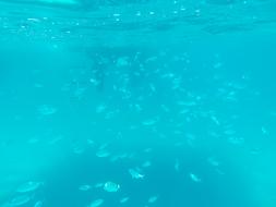 Underwater Fish Swarm