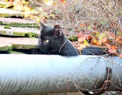 Baby Kitten Black Discovery
