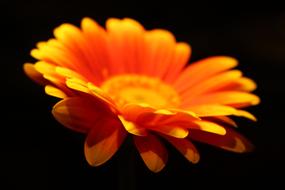 Depth Of Field Orange