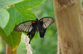 Butterfly Butterlfy Park