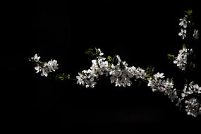 Close-up of the beautiful branches with blooming, white flowers, at black background