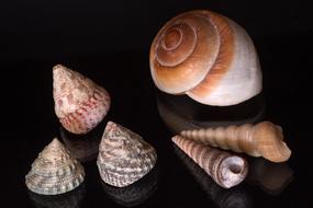 Still Life Mussels