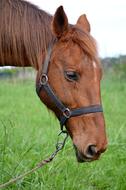 Tired Horse Fatima Buenos