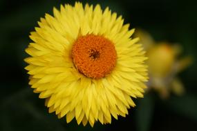 yellow immortal flower at blur background