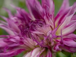 Dahlia purple Flower at garden