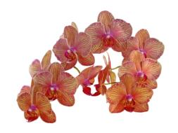 Vintage Flowers Orchid