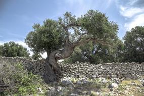 Olive Tree Pag