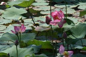 Viet Nam Lotus flowers