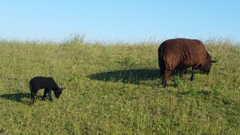 Goats grazing in a green meadow