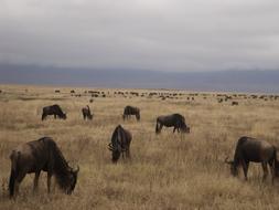 Buffalo Gnu Safari