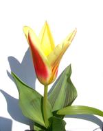 Tulip Spring Flower Two