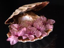 still life, pink buds in a shell