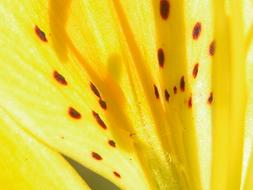 Close-up of the beautiful, yellow and brown flower with petals in sunlight