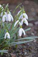 Spring Flower White in a blurred background