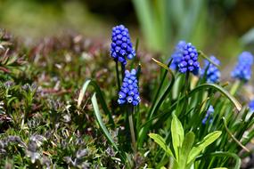 Muscari Blue Spring Flower Early
