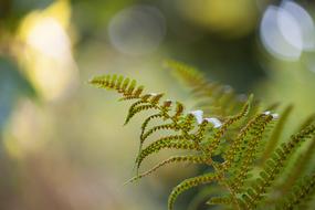 Fern Green Forrest Garden