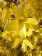 Close-up of the beautiful, yellow goldenrod flowers in sunlight and shadows