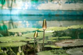 Water Lily Pool