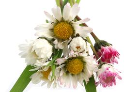 Daisy Flowers bouquet at Spring