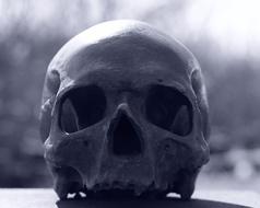 Skull And Crossbones Human