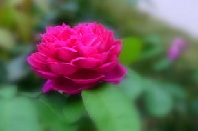 Red Rose Flower Blossom petals