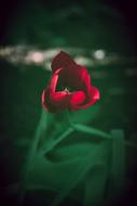 scarlet tulip on a dark green background