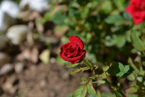 Flower Red Rose