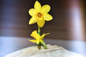 Narcissus Blossom on a blurred background