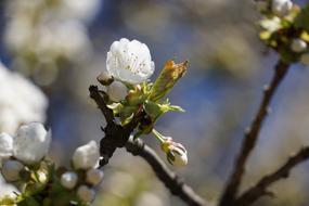 Ð¡lose-up of the beautiful, blossoming, white cherry flowers on the branches, in the spring