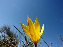 Wild yellow Flower Tulip