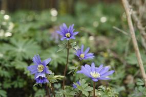 Close-up of the beautiful, blooming, purple and yellow anemone flowers