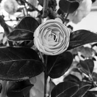 Black White Flower