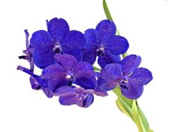 Orchid Bouquet Flower