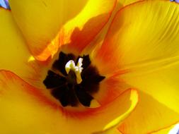 Close-up of the beautiful tulip cup of the colorful tulip flower in sunlight and shadow