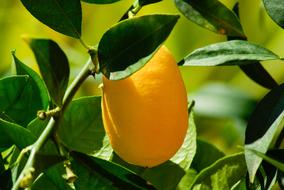 Kumquat Citrus Lemon