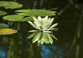 Close-up of the beautiful, green and white lily flower on the water with ripple and leaves