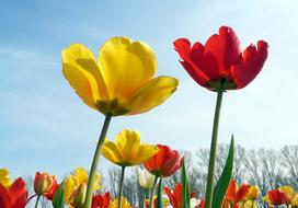 Yellow Red Tulips field