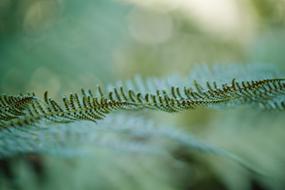 Fern Green Forrest Garden