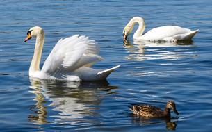 Lake swans wildlife