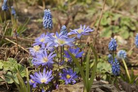 Close-up of the beautiful, blooming, purple and yellow anemone flowers among the grass, in the spring